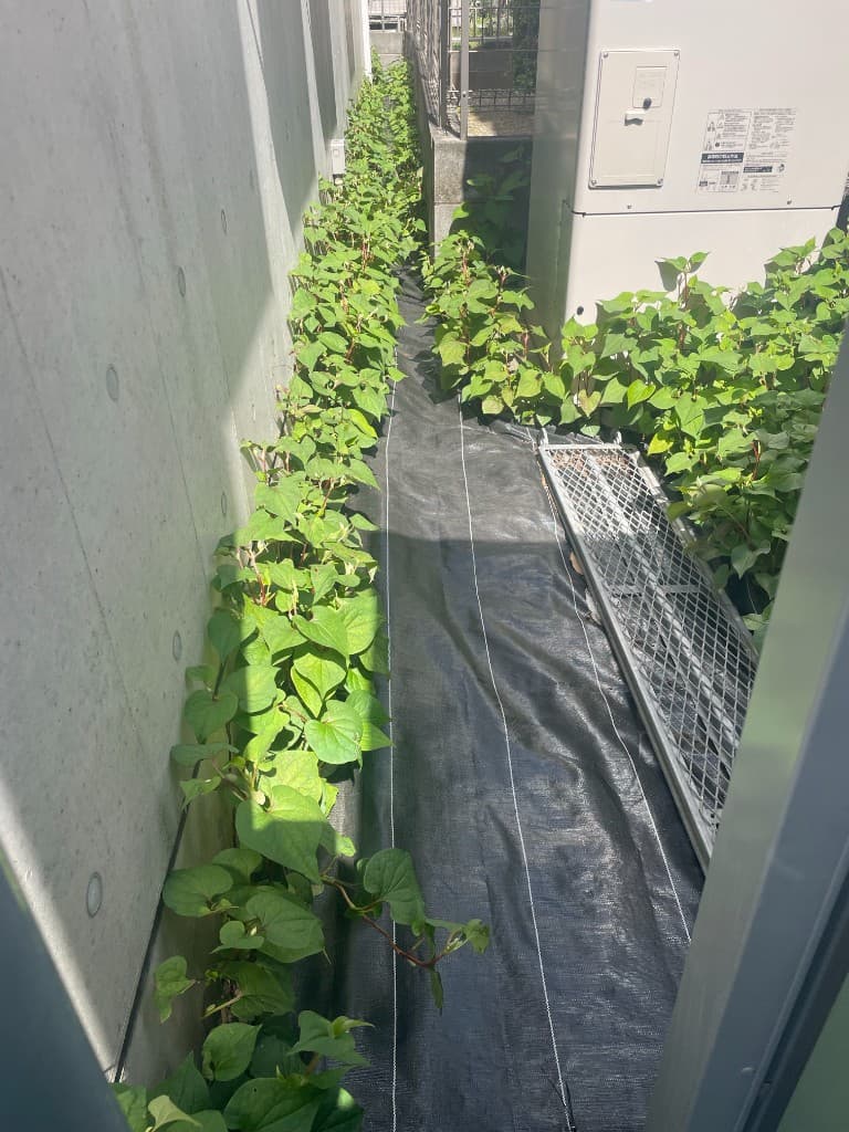 防草土施工前の給湯器まわりの通路