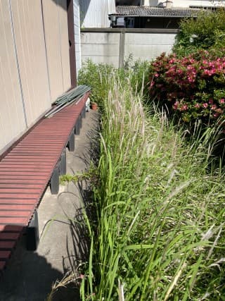 除草・剪定作業前の国立市空き家のお庭（植木まわり）