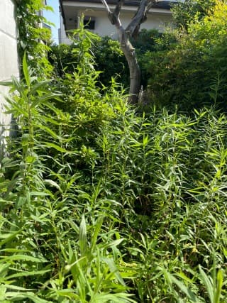 除草・剪定作業前の国立市空き家のお庭（庭全体）